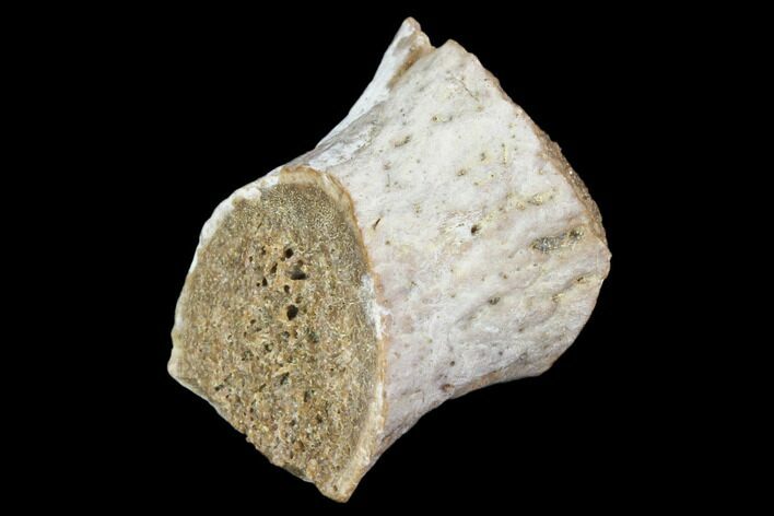 Fossil Phytosaur Toe Bone Fragment - Arizona #102469